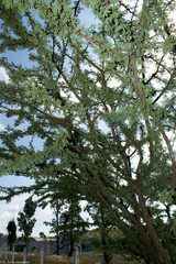 Vachellia schaffneri