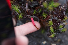 Erica plukenetii