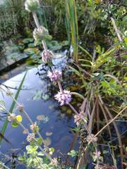 Mentha pulegium
