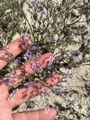 Limonium carolinianum