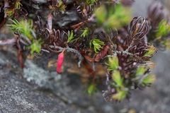Erica plukenetii