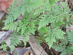Cheilanthes tenuifolia