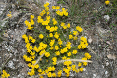 Thymophylla pentachaeta hartwegii