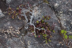 Erica plukenetii