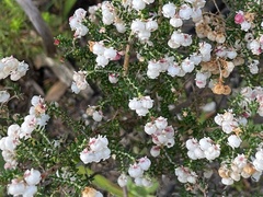 Erica melanthera