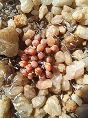 Frithia pulchra