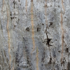 Cochlospermum vitifolium