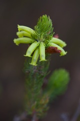 Erica viscaria