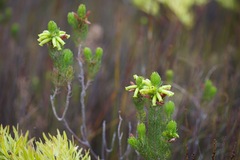 Erica viscaria