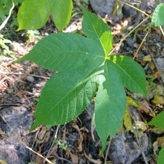 Cochlospermum vitifolium