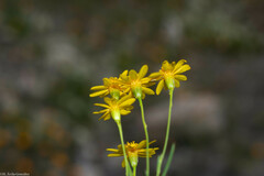 Thymophylla pentachaeta hartwegii