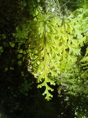 Hymenophyllum demissum