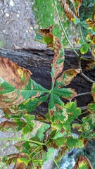 Cameraria ohridella
