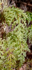 Hymenophyllum demissum