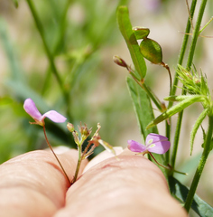 Desmodium rosei