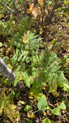 Pteridium aquilinum latiusculum