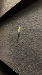 Chrysopa nigricornis