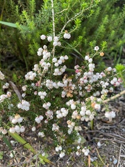 Erica melanthera
