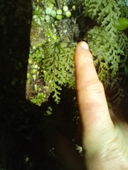 Hymenophyllum demissum