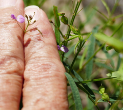 Desmodium rosei