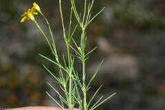Thymophylla pentachaeta hartwegii