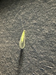 Chrysopa nigricornis