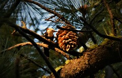 Dryobates albolarvatus