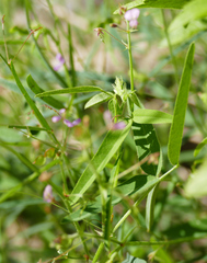 Desmodium rosei