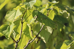Catalpa speciosa