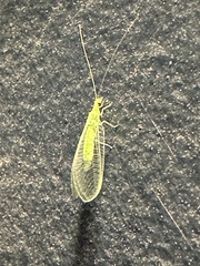 Chrysopa nigricornis