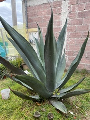 Agave salmiana
