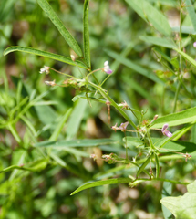 Desmodium rosei