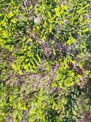 Passerina corymbosa