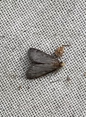 Loxostegopsis merrickalis