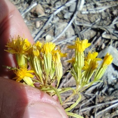 Pectis papposa papposa