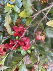 Ochna serrulata
