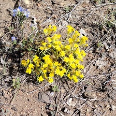 Pectis papposa papposa