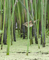 Phleocryptes melanops