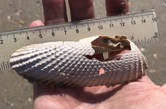 Cyrtopleura costata