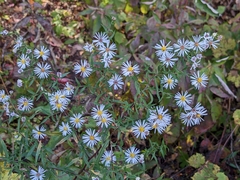 Symphyotrichum lanceolatum lanceolatum