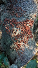 Hypoxylon fragiforme