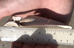 Cyrtopleura costata