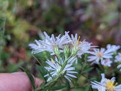 Symphyotrichum lanceolatum lanceolatum