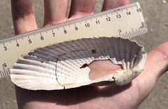 Cyrtopleura costata