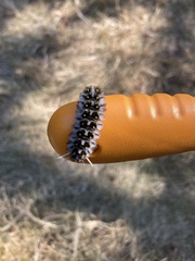 Lophocampa roseata