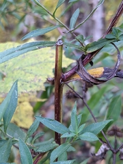 Symphyotrichum lanceolatum lanceolatum