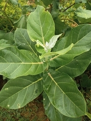 Calotropis gigantea