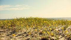 Senecio crassiflorus