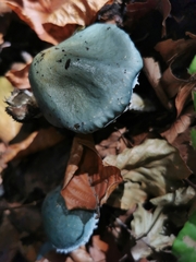 Stropharia caerulea