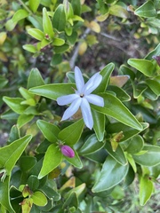 Jasminum multipartitum